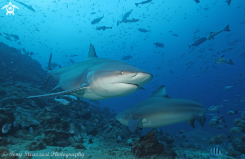 A Carcharhinus leucas | Bull shark