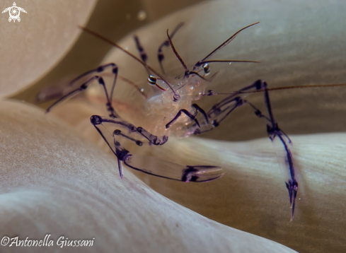 A underwater creature