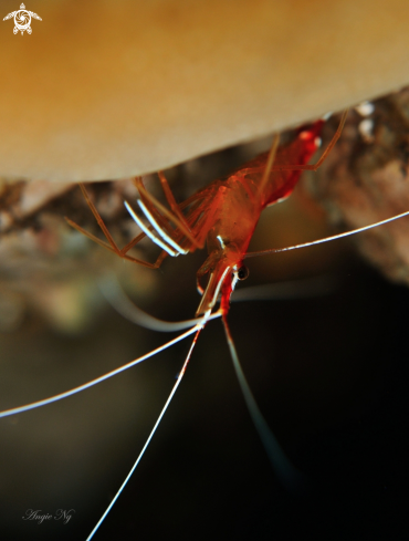 A cleaner shrimp | Shrimp