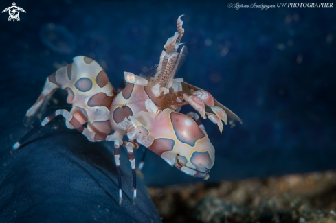 A Hymenocera picta | Gamberetto Arlecchino