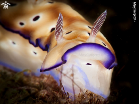 A Hipselodoris tryoni | nudibranch - Hipselodoris tryoni