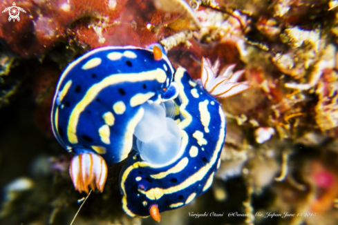 A Nudibranch