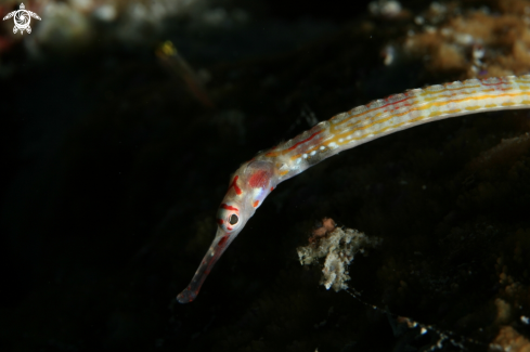 A Syngnathinae | Pipefish