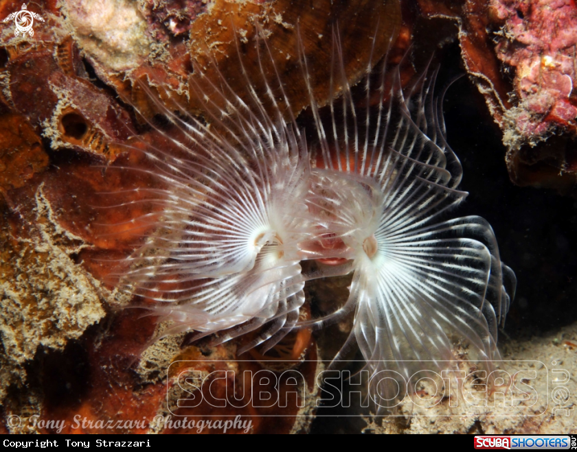 A Tube worms