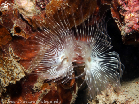 A Tube worms