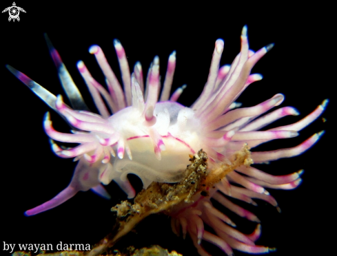 A nudibranch 