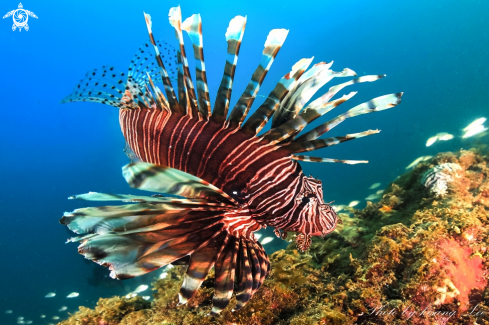 A Lion fish 