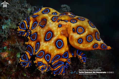 A Blueringed Octopus