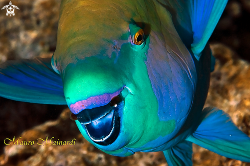 A Parrotfish