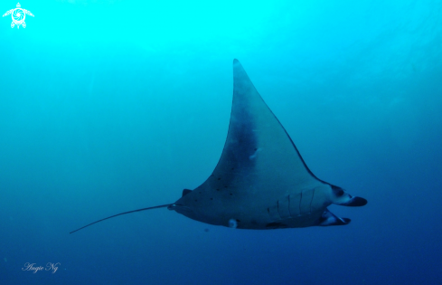 A Manta Ray.