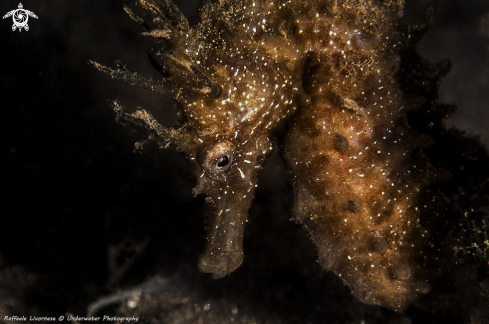 A Hippocampus guttulatus | Seahorse