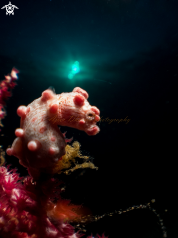 A pigmy sea horse 