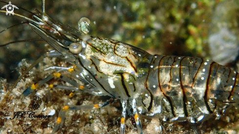 A PALAEMON ELEGANS | Crevette Bouquet