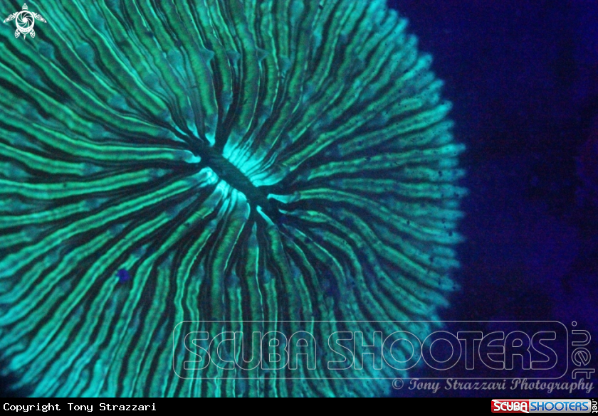 A Mushroom Coral