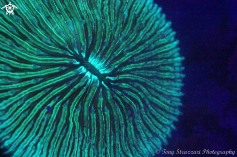 A Mushroom Coral