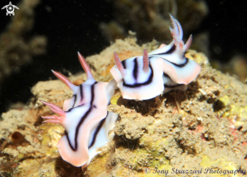 A Chromodoris lochi | Chromodoris lochi