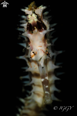 A seahorse