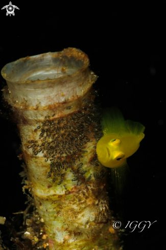 A yellow goby