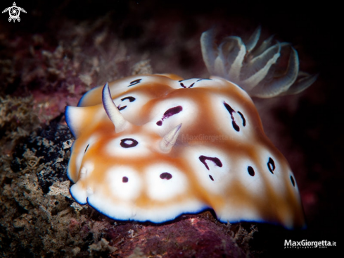 A Goniobranchus leopardus | nudibranch - Goniobranchus leopardus