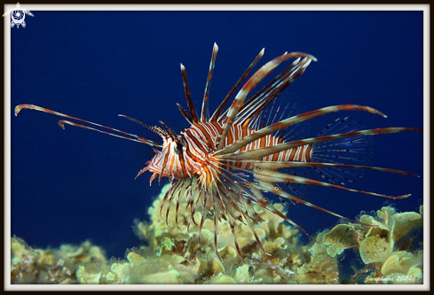 A lion fish