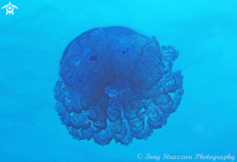 A Blue jellyfish