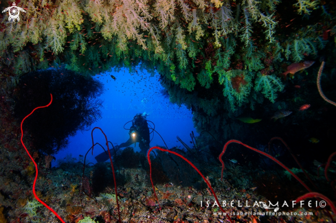 A Reef landscape