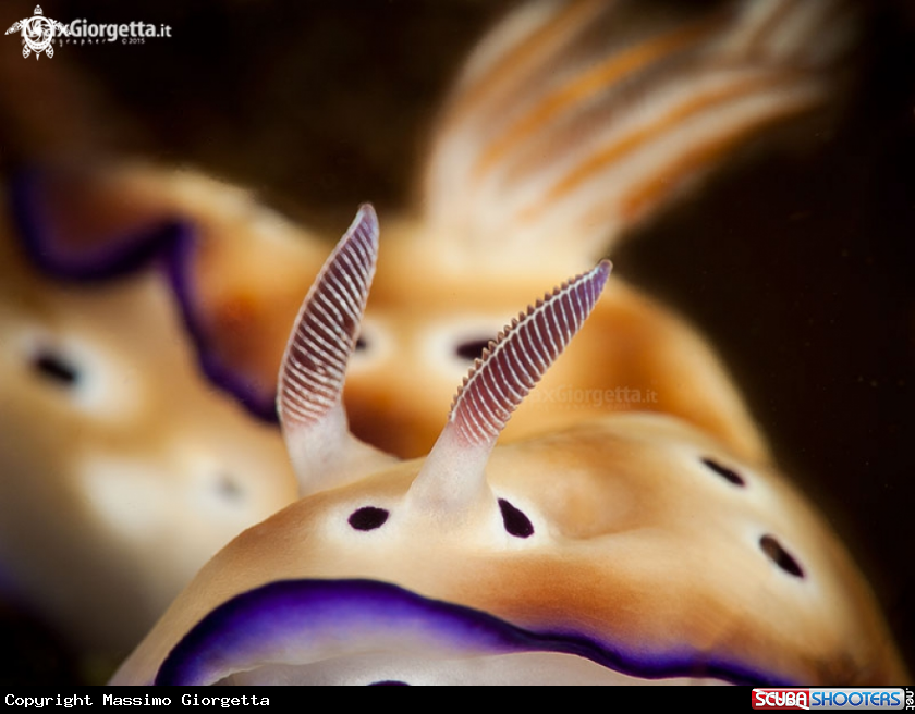 A nudibranch - Hipselodoris tryoni