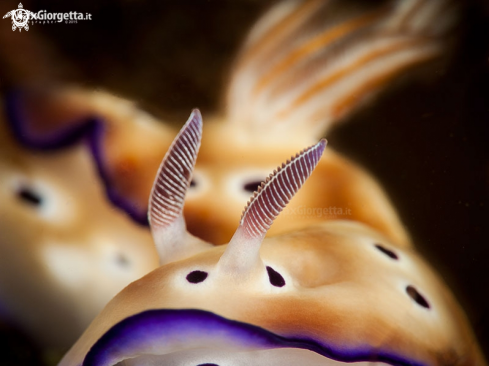 A nudibranch - Hipselodoris tryoni