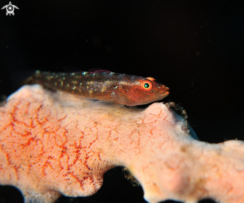 A Goby