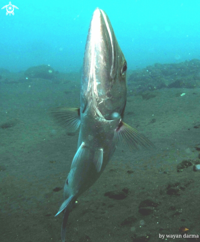 A Collision with barracuda 