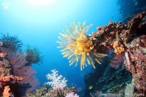 A Feather stars