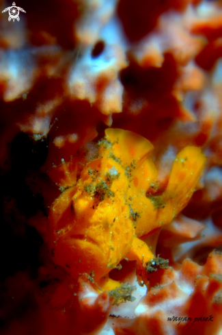 A Frogfish