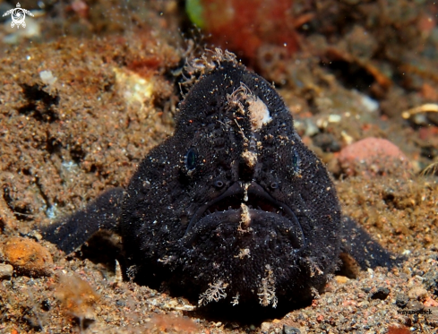 A Frogfish