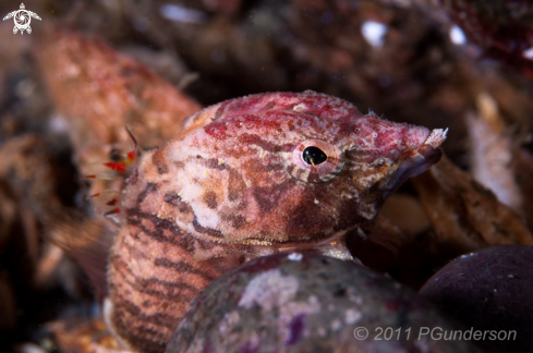 A Grunt Sculpin