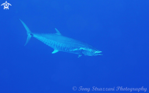 A Acanthocybium solandri | Wahoo