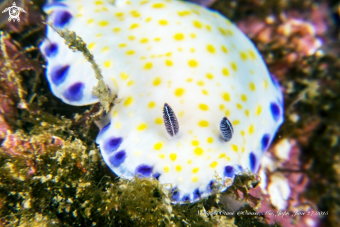 A Nudibranch