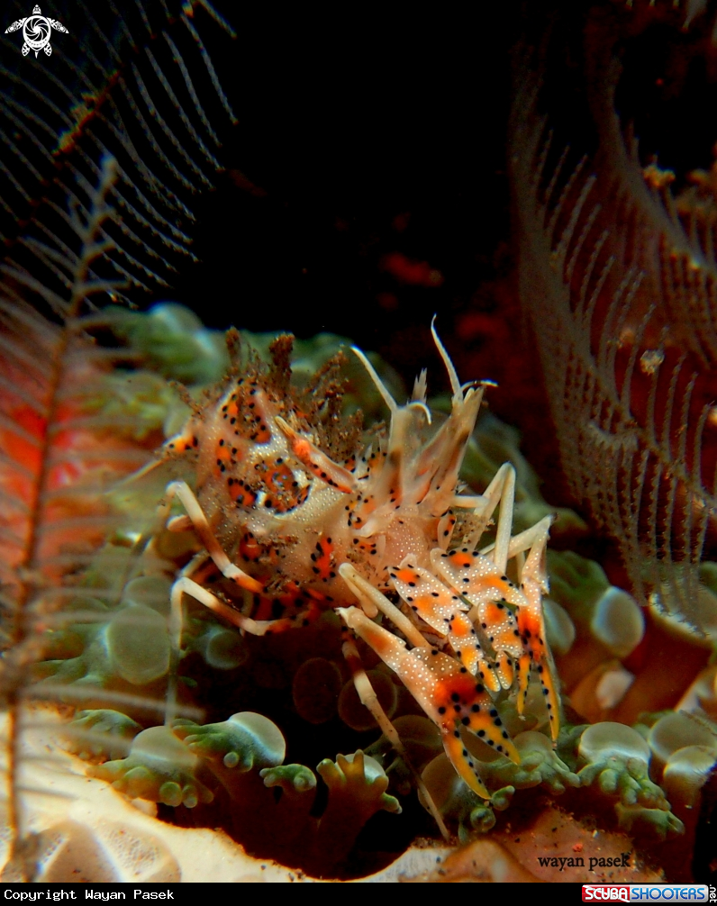 A Tiger Shrimp