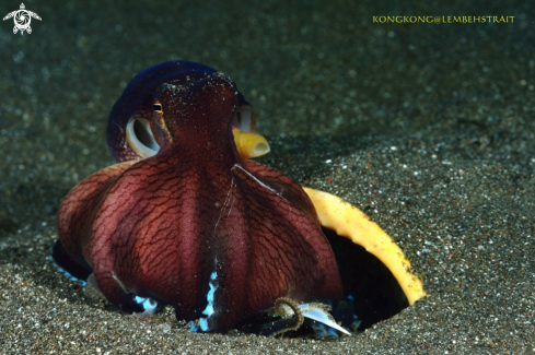 A Coconut Octopus