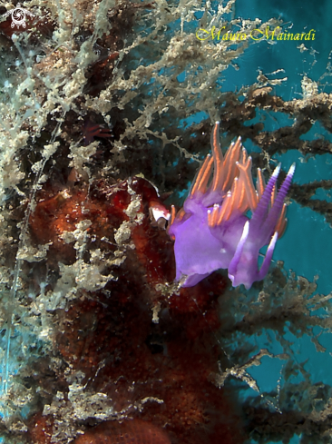 A Flabellina wide-angle