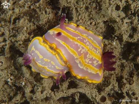 A Nudibranch