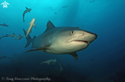 A Tiger Shark