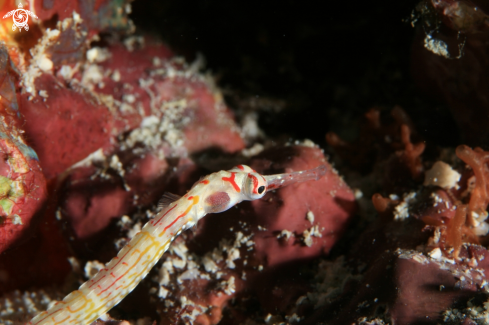 A Syngnathinae | Pipefish