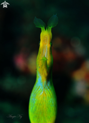 A Yellow ribbon eel