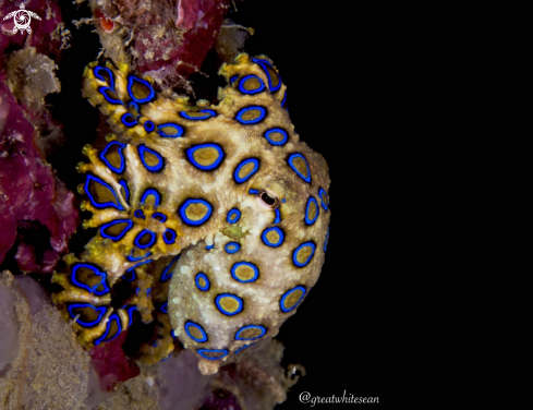 A Blue Ring Octopus