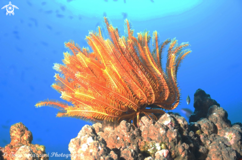 A Comaster schlegelii | Feather star