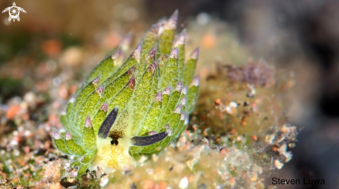 A Sheep Nudibranch