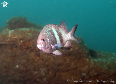 A Parma unifasciata | Girdled Scalyfin