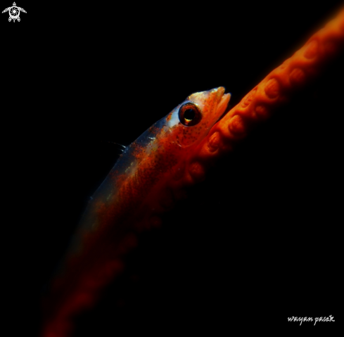 A Goby