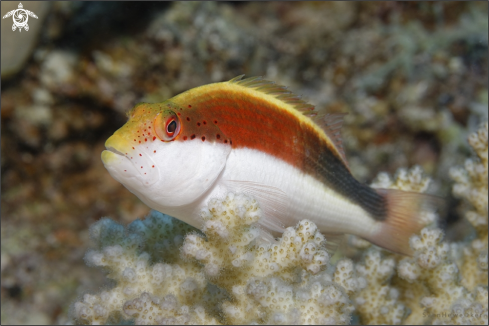 A Paracirrhites fosteri | Freckled Hawkfish