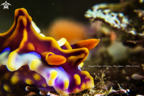 A Nudibranch